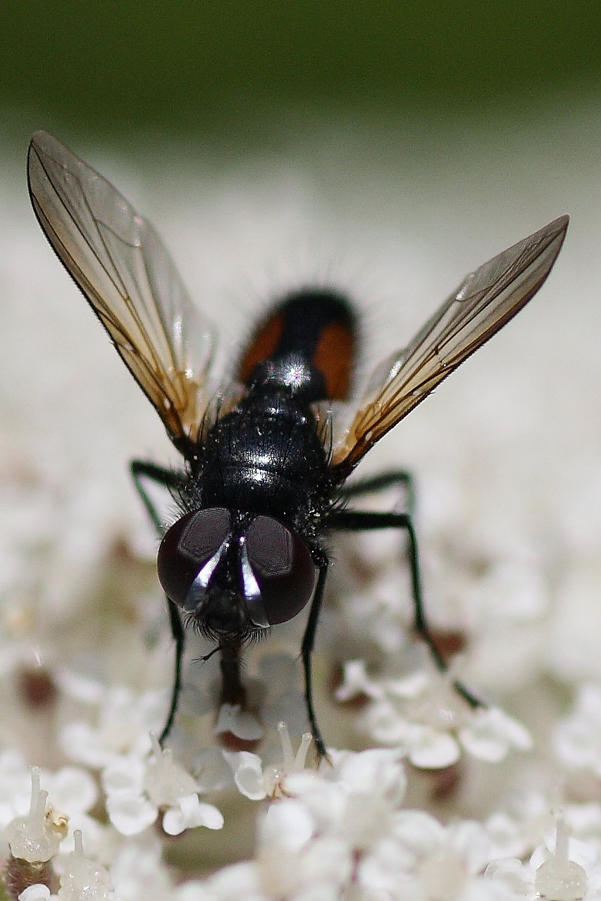 Clairvillia biguttata ♂ (Tachinidae)