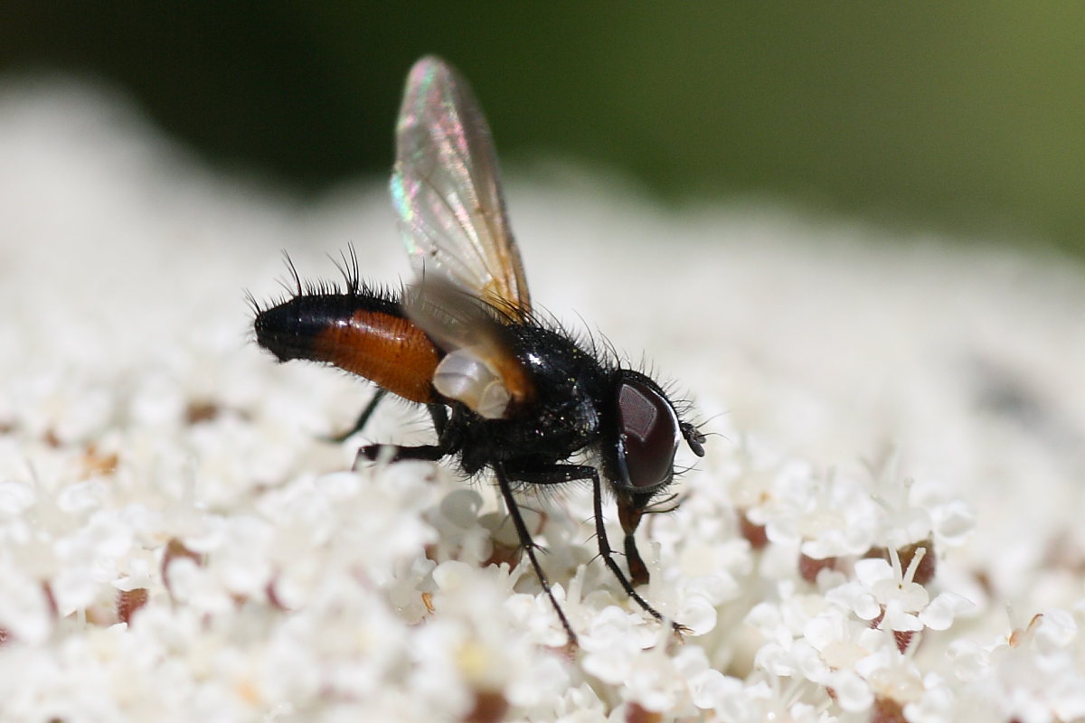 Clairvillia biguttata ♂ (Tachinidae)