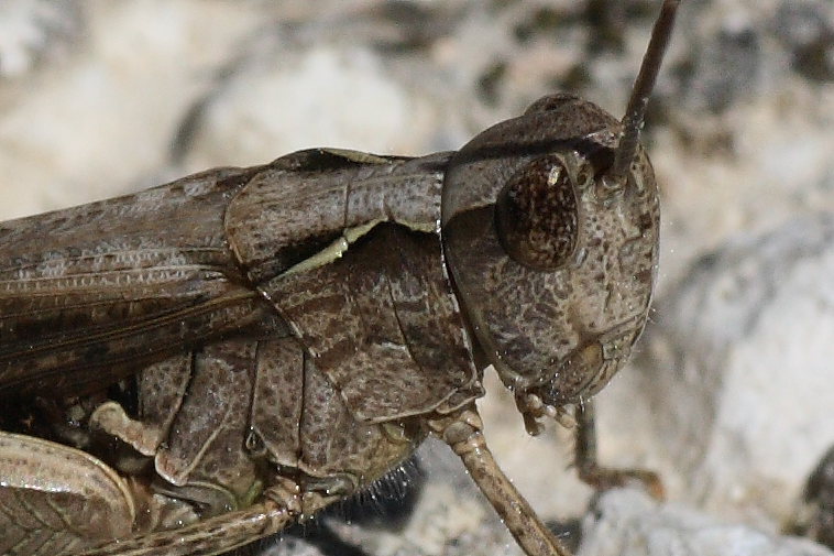 Da identificare