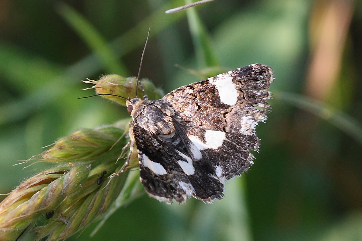 Da identificare - Tyta luctuosa