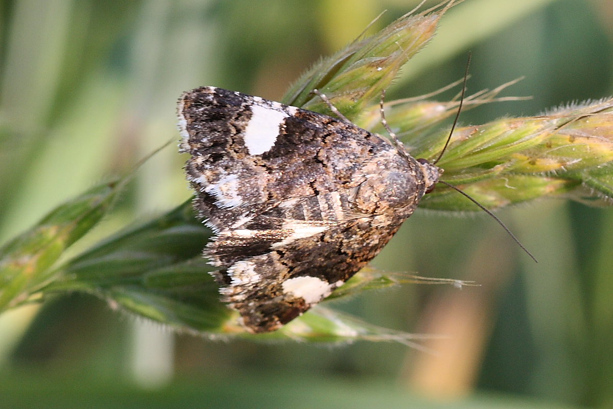 Da identificare - Tyta luctuosa