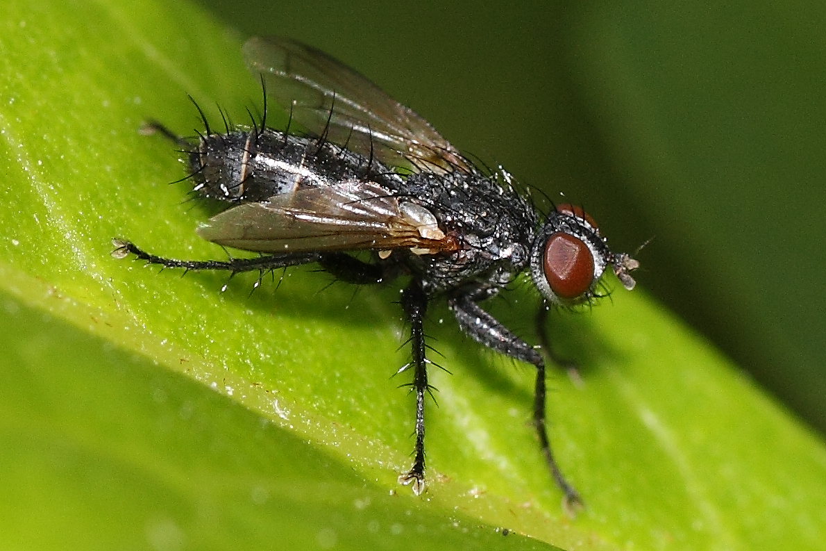 Da identificare