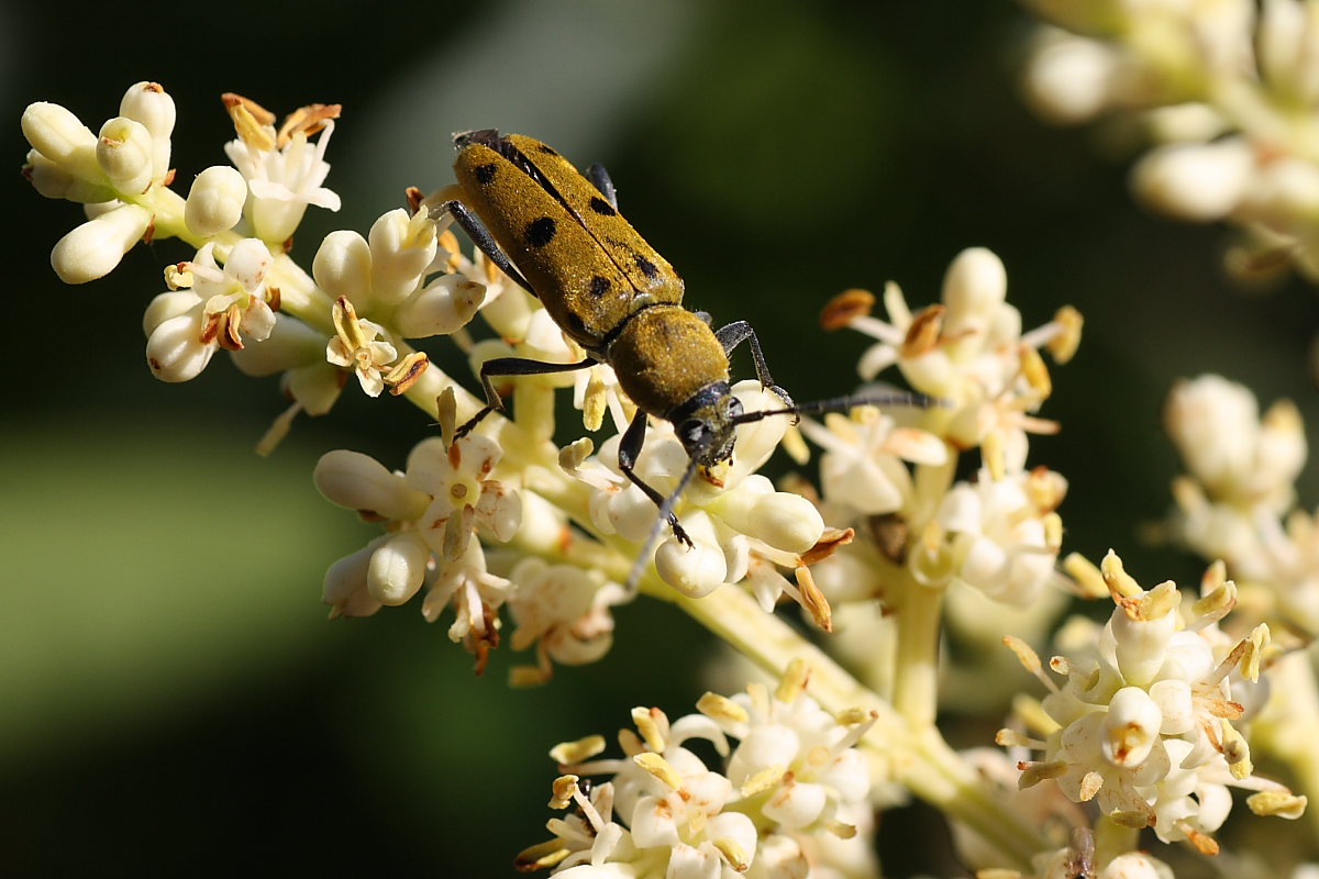 Chlorophorus pilosus ? no, C. glabromaculatus