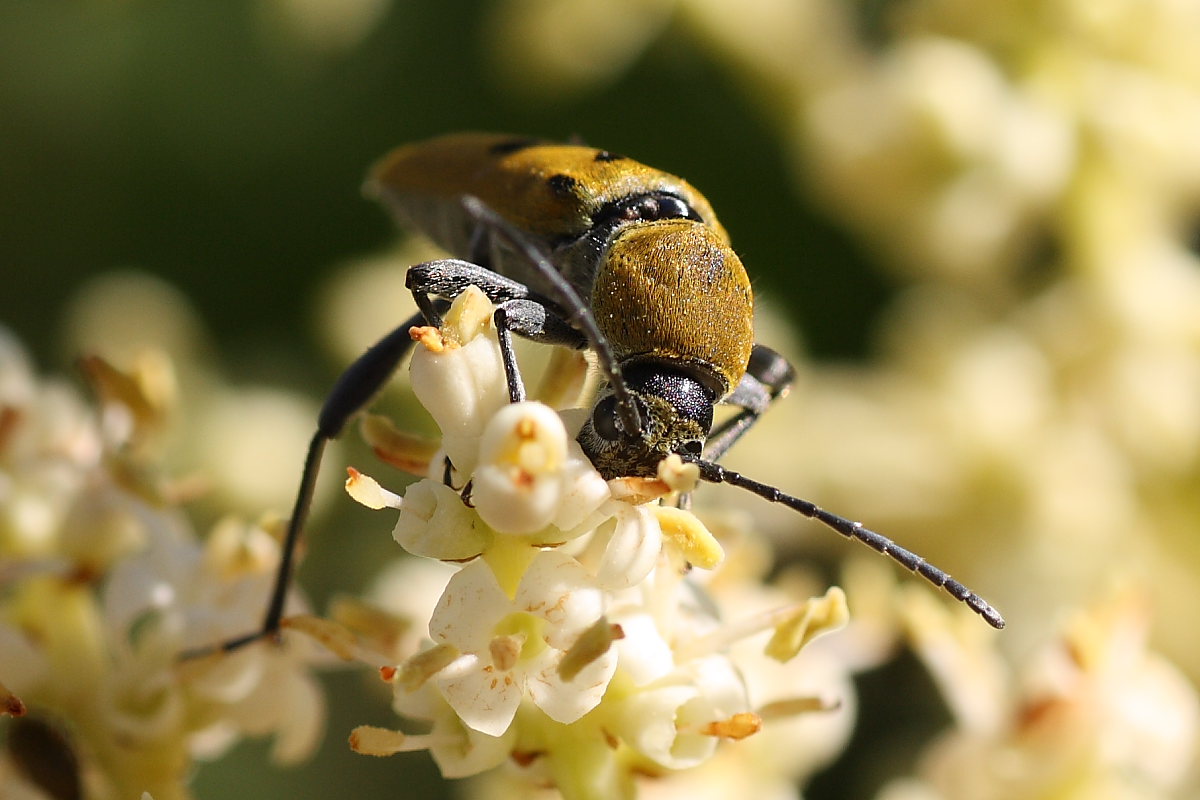 Chlorophorus pilosus ? no, C. glabromaculatus