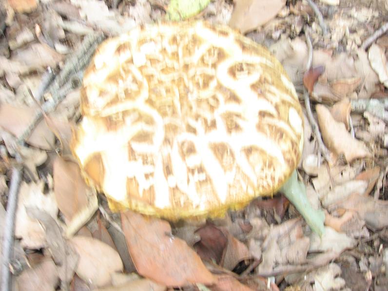 un po'' di funghetti