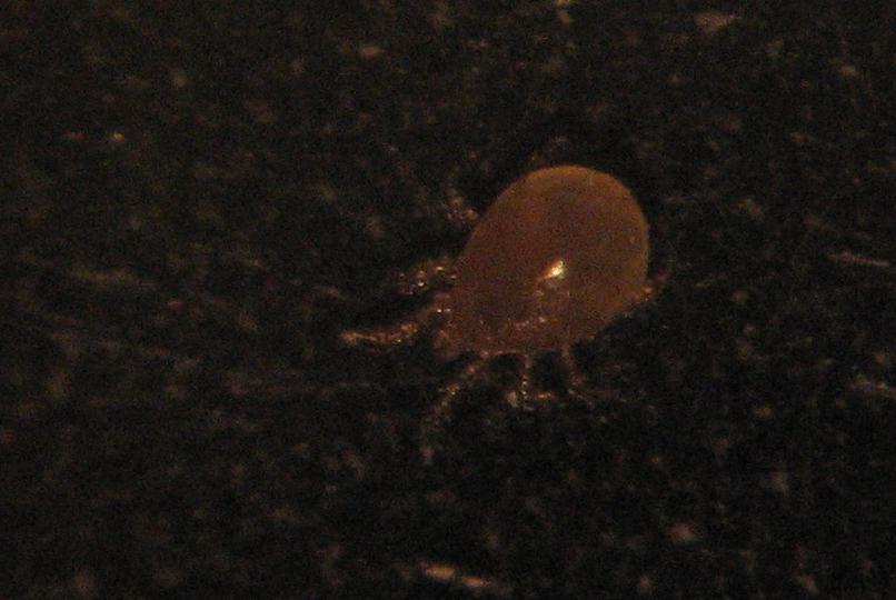 Una strana coccinella