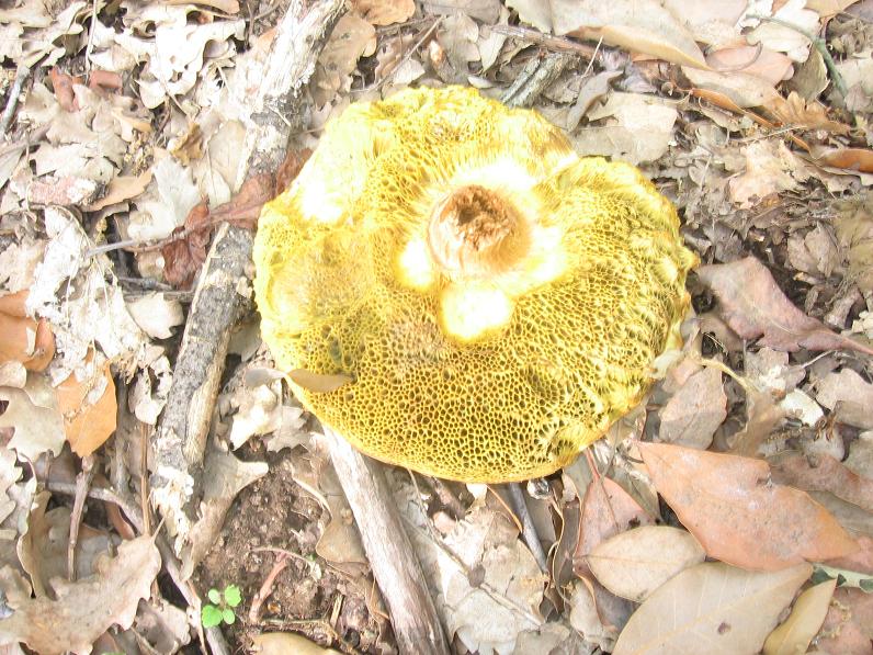 un po'' di funghetti