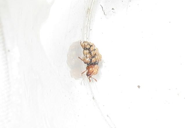 Una strana coccinella