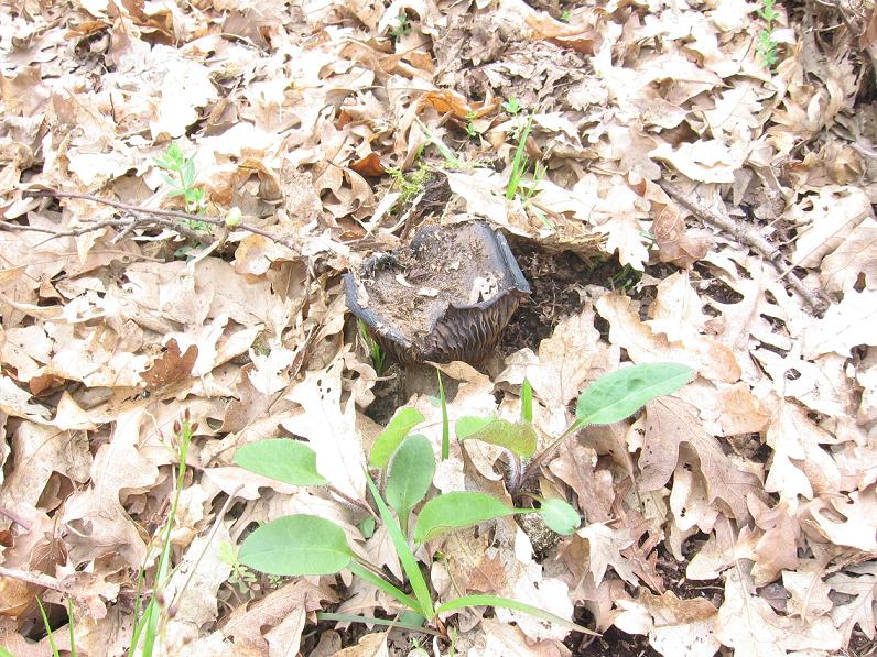 Che cos''�? (cfr. Hygrophorus marzuolus)