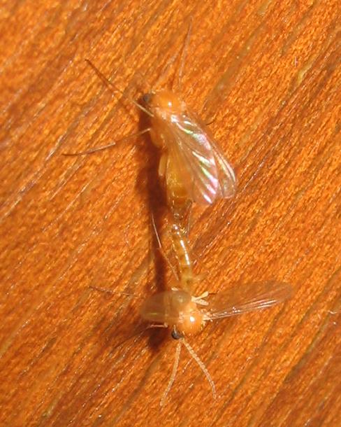 Sciophila lutea (Mycetophilidae)