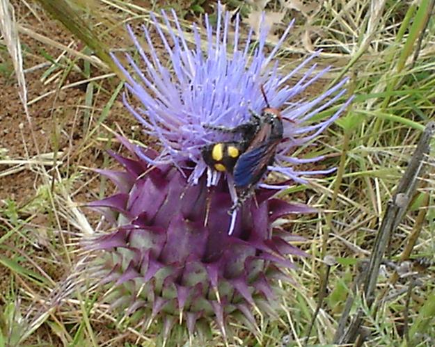 Megascolia bidens (Scoliidae)