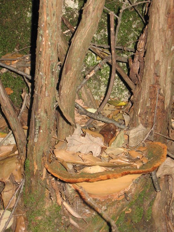 un po'' di funghetti