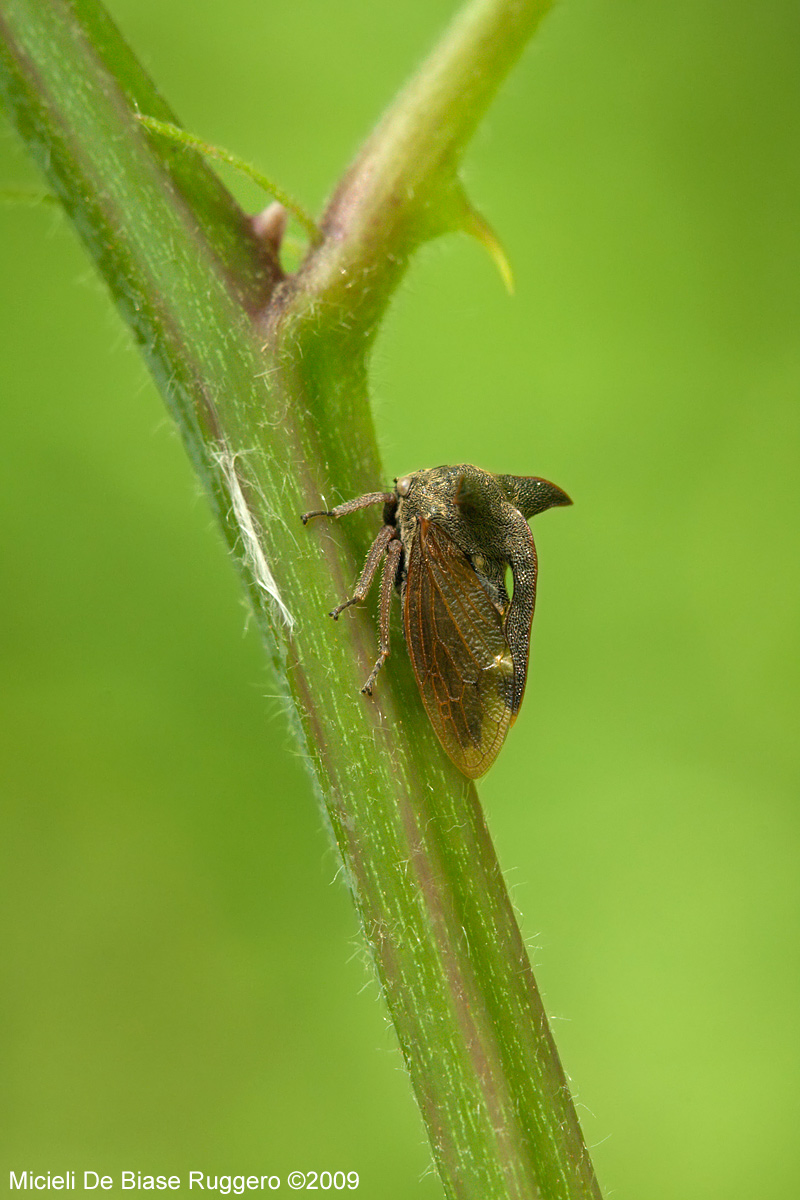 Membracide Centrotus cornutus