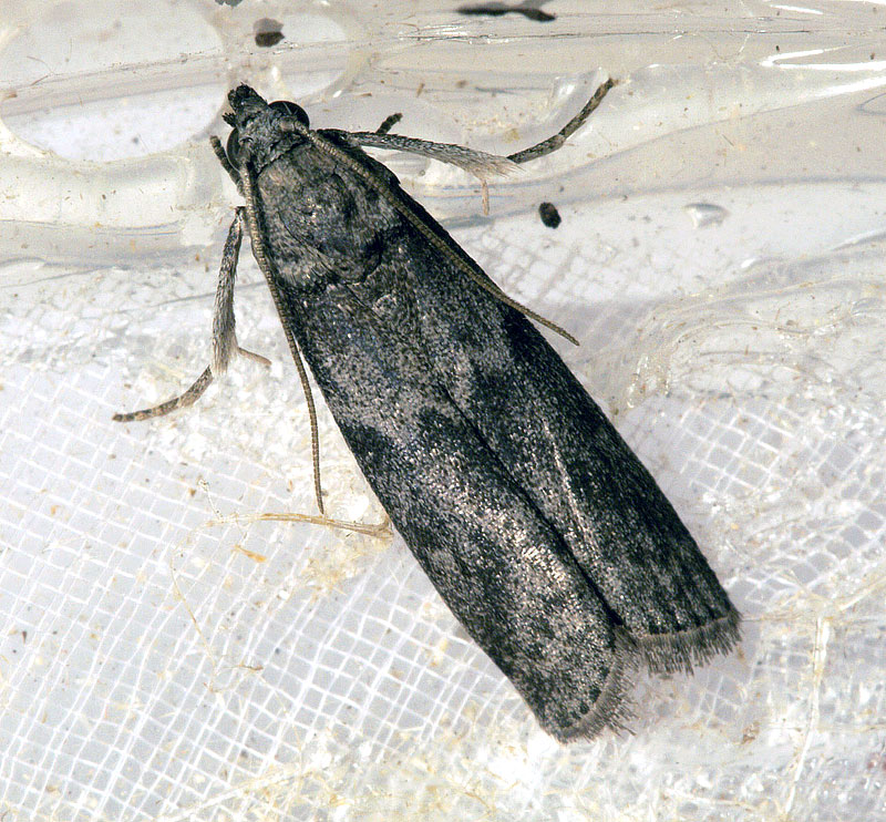 Pyralidae - Ephestia cf. kuehniella