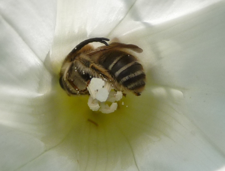 Maschio di Eucera rifugiato in un fiore di convolvolo