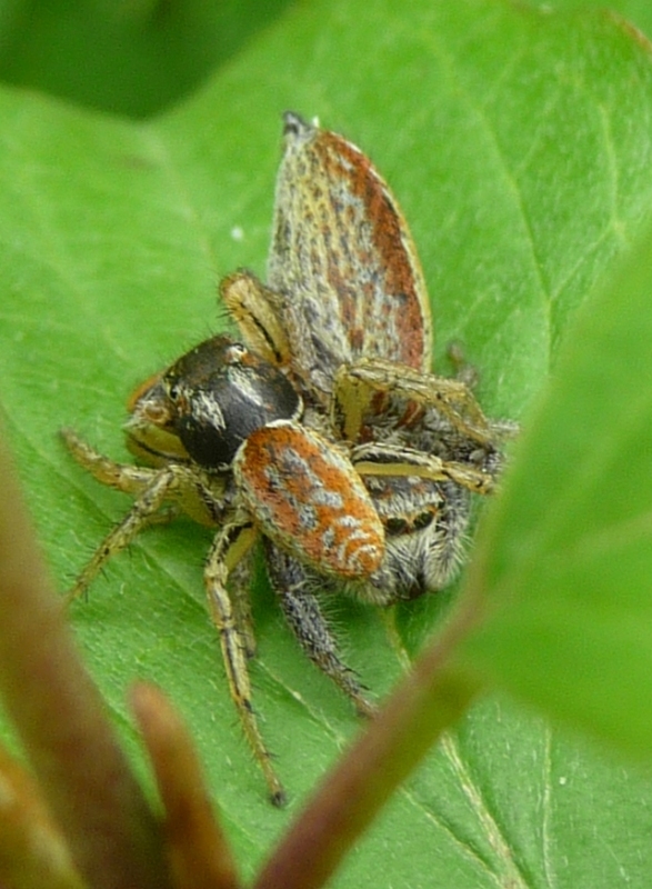 Marpissa pomatia