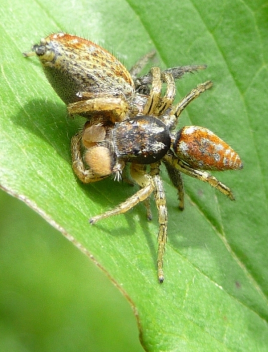 Marpissa pomatia