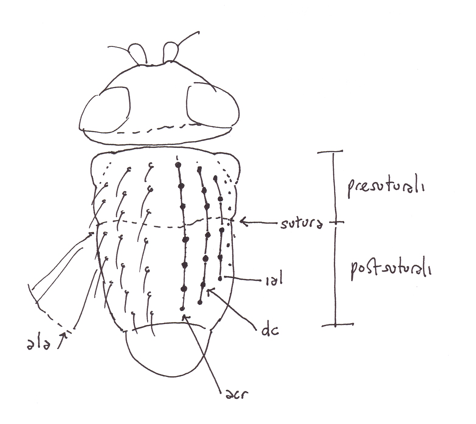 mosca da identificare