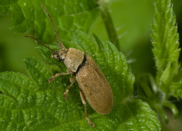 coleottero - Dascillus cervinus