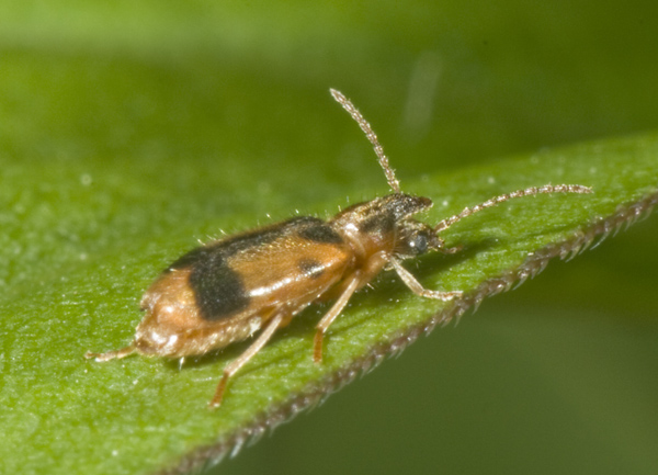 Notoxus monoceros