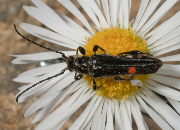 oedemeridae? Stenopterus ater!