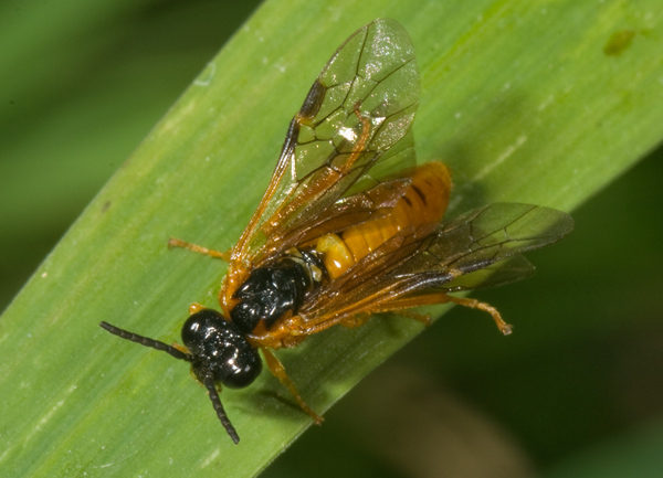 Selandria serva (Tenthredinidae)