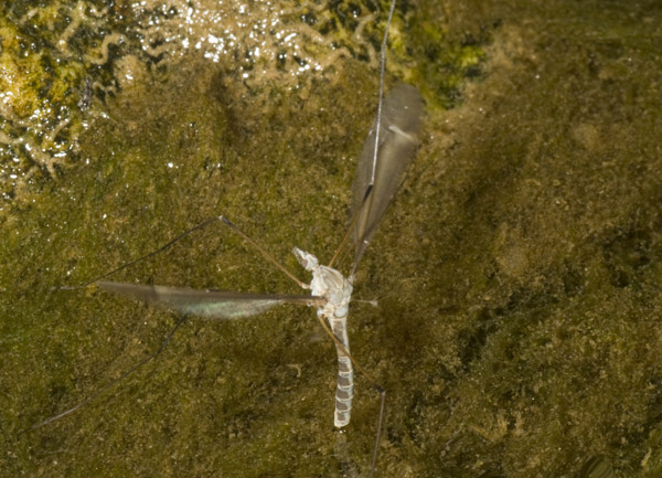 tipulidae