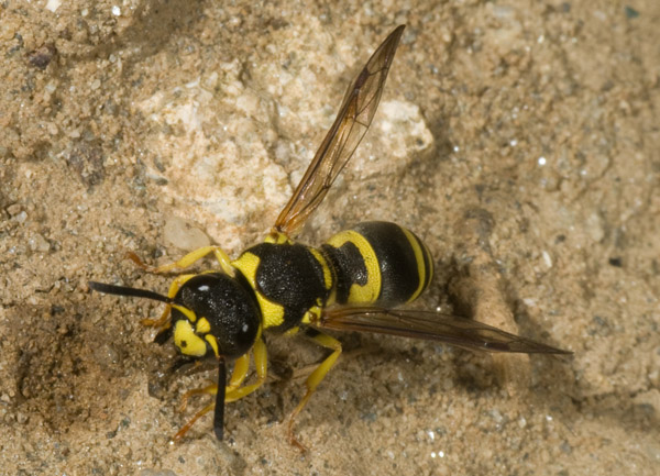 Ancistrocerus sp. (Vespidae Eumeninae)
