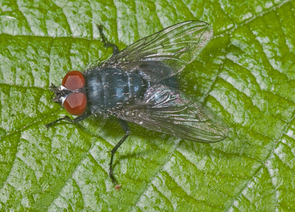 Calliphoridae.