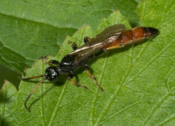 Ichneumonidae:  Alomya sp.