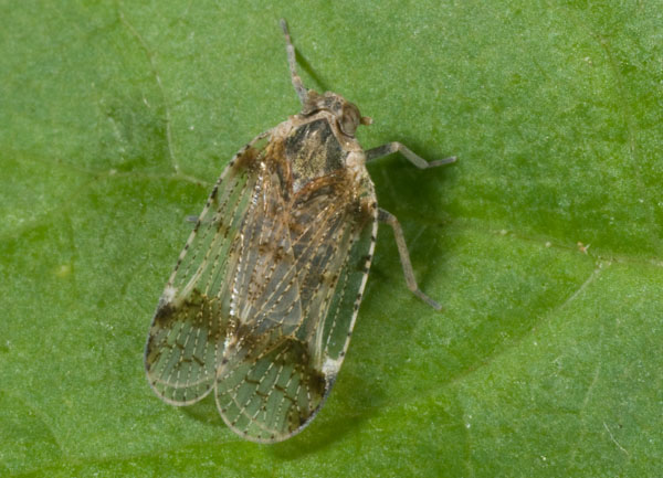 Cixius