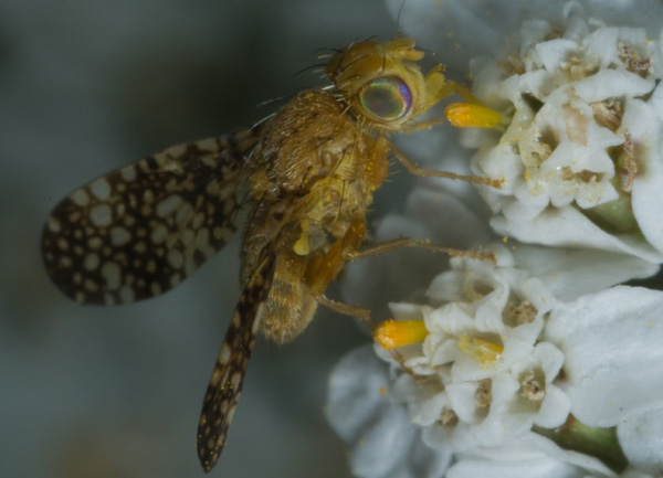 Tephritidae