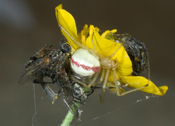 Enoplognatha sp.