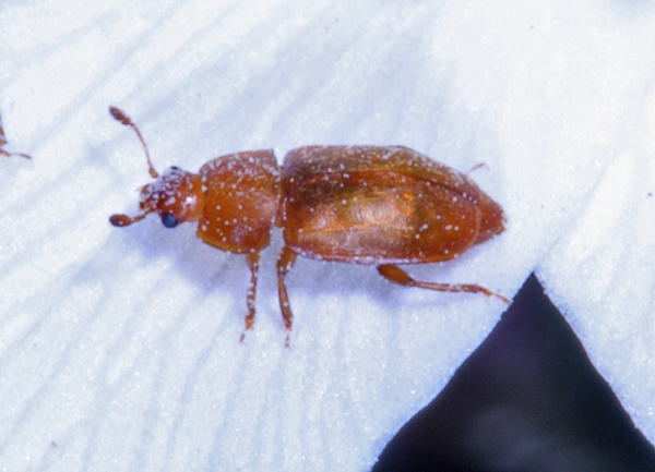 coleottero: Epuraea sp. (Nitidulidae)
