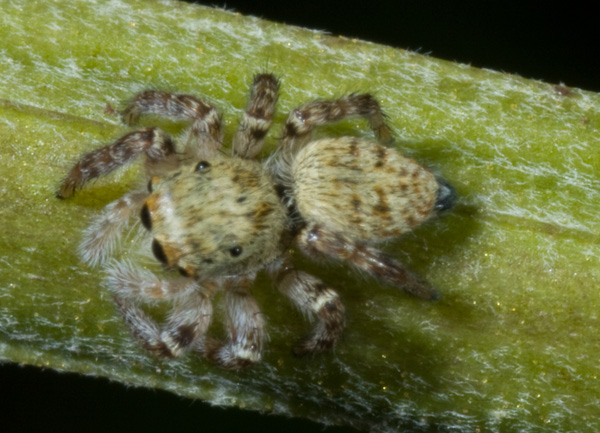 Salticidae