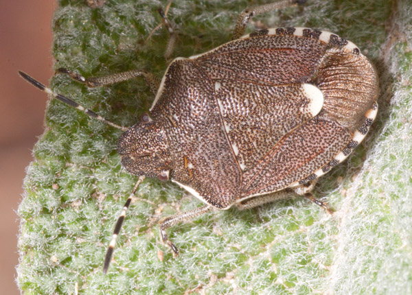Pentatomidae: Holcostethus sphacelatus del Piemonte