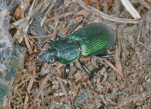 carabo? Poecilus lepidus gressorius