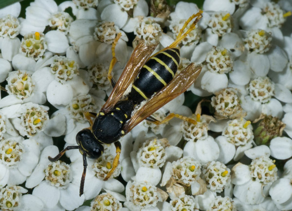 Polistes sp. (gr. biglumis/helveticus)