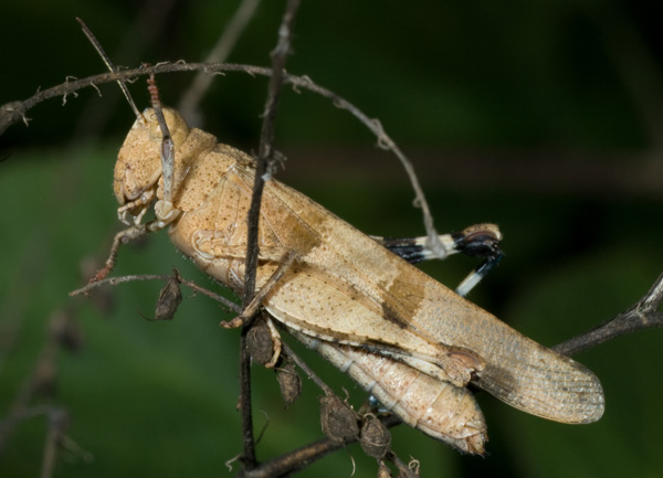 Oedipoda sp.