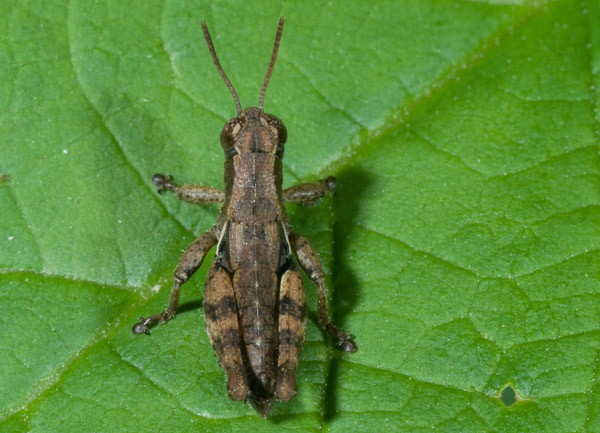 Pezotettix giornae