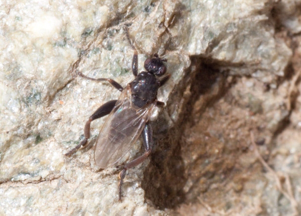 mosca con belle coscette