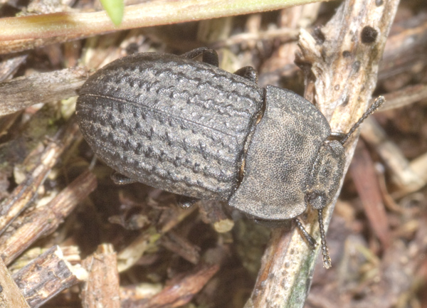 Silphidae? No, Opatrum sabulosum