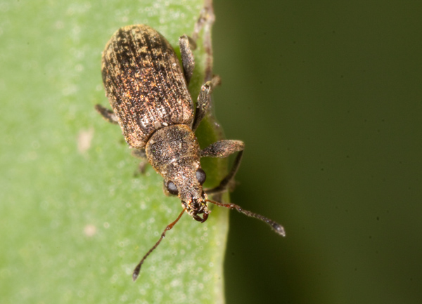 Polydrusus (Neoeustolus) cervinus - Curculionidae