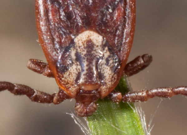 ixodes ricinus?
