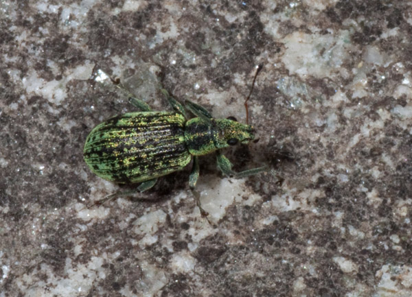Polydrusus (Neoeustolus) cervinus - Curculionidae