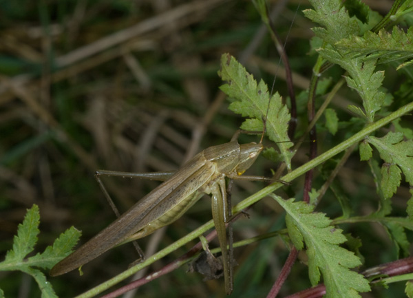 Ruspolia nitidula (Conocephalidae)