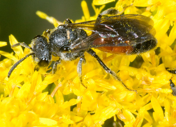 Femmina di Sphecodes