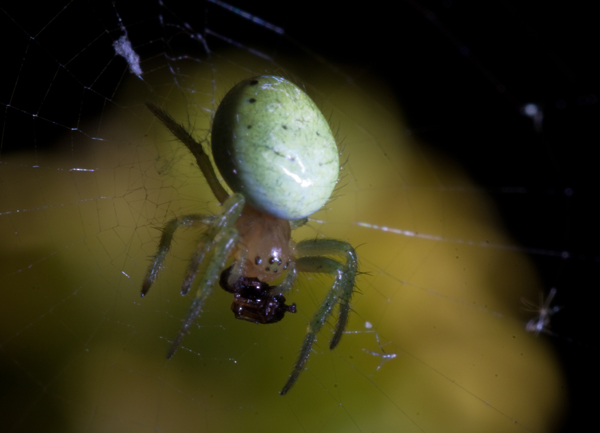 Araniella sp.
