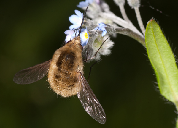 Bombylius sp. (Bombyliidae)