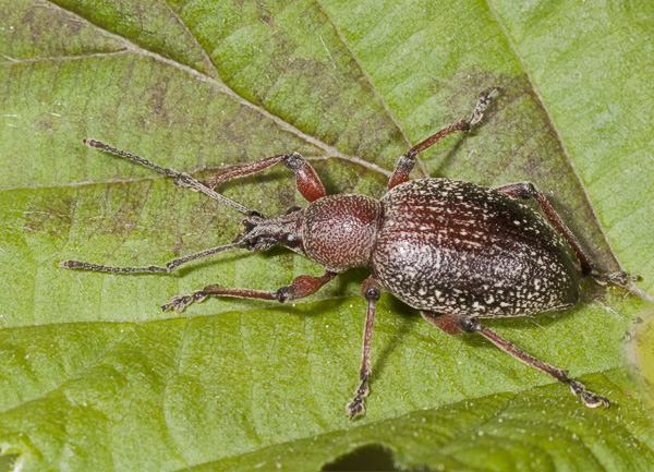 altro curculionidae